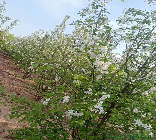 叢生海棠如何培育? 叢生海棠培育的注意事項(xiàng)