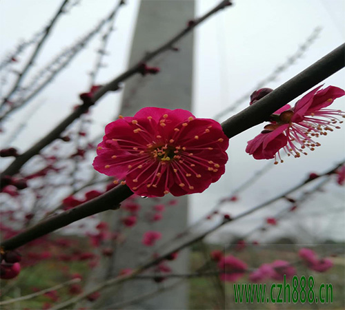 紅梅盆景養殖方法介紹