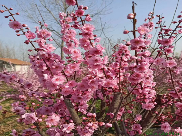 榆葉梅好不好養(yǎng)殖?榆葉梅養(yǎng)殖要注意哪些