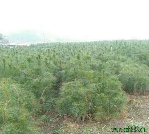 龍柏樹養殖方法介紹,龍柏樹養護的細節