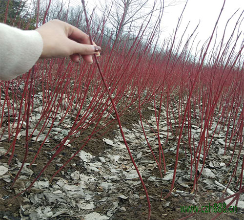 紅瑞木的培養(yǎng)方法和注意事項(xiàng) 紅瑞木的病蟲(chóng)害防治