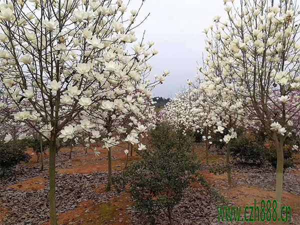 白玉蘭的生長習性  白玉蘭的花期是好久？