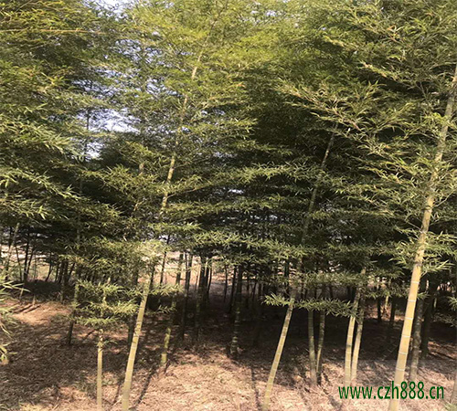 毛竹的養植方法和注意事項  毛竹種植時種子如何選擇？