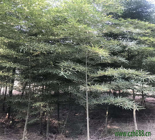 毛竹的養植方法和注意事項  毛竹種植時種子如何選擇？