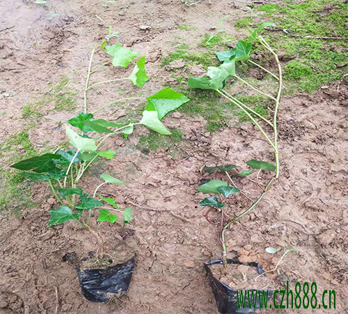 常青藤一般開花是什么時候?對溫度有什么要求
