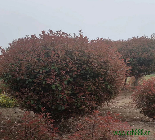 紅葉石楠能開花嗎? 紅葉石楠幾月開花?