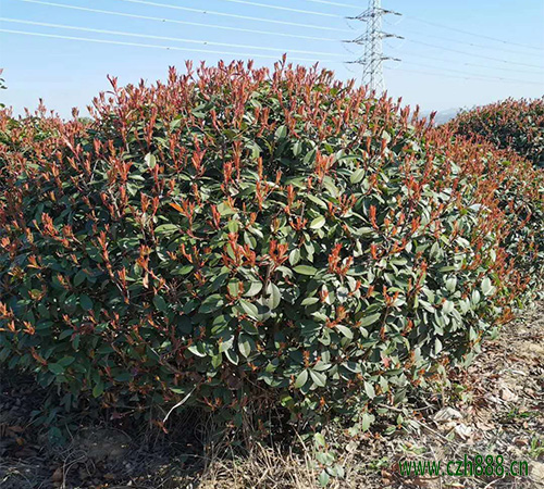 紅葉石楠能開花嗎? 紅葉石楠幾月開花?