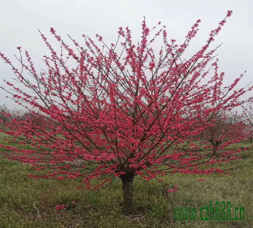 紅葉碧桃的開花時間受哪些因素的影響? 紅葉碧桃開花時間