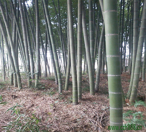 毛竹在哪個季節種植合適? 毛竹種植留意哪幾點?