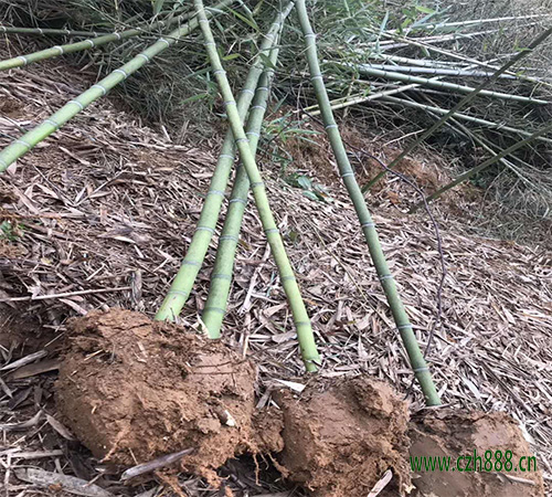 雷竹的養殖方法和注意事項 雷竹的環境要求生長