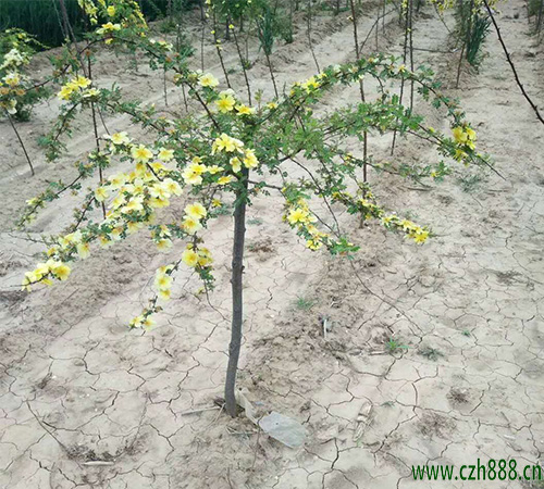 黃刺玫一般在什么季節(jié)開花?