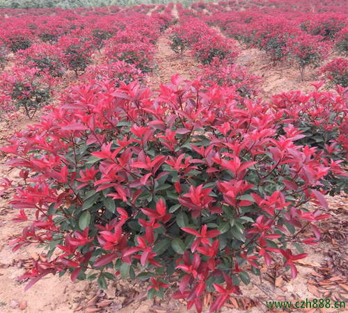 紅葉石楠會不會開花?一起來看看