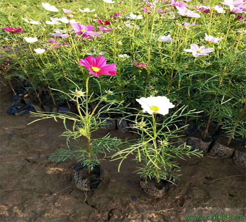 波斯菊修剪后還能開花嗎？ 波斯菊的修剪時間