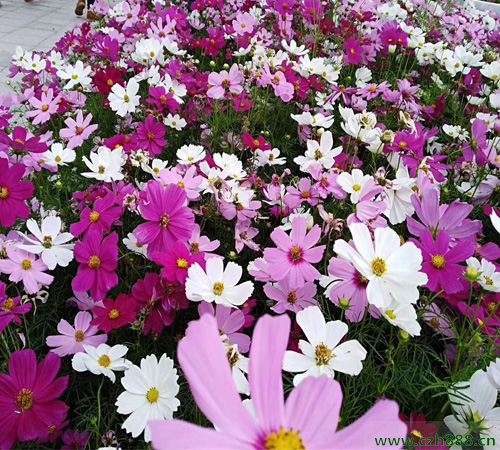 波斯菊修剪后還能開花嗎？ 波斯菊的修剪時間