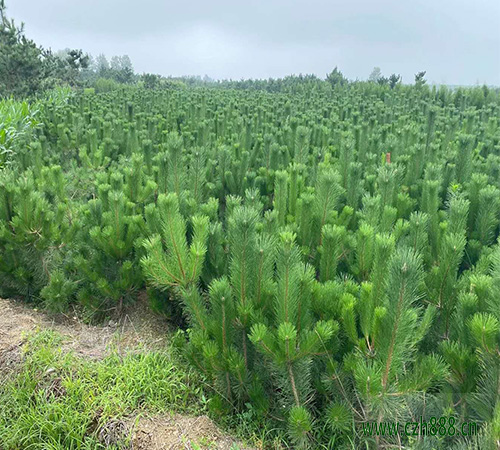 黑松的種植和養護 黑松種植和養護的注意事項