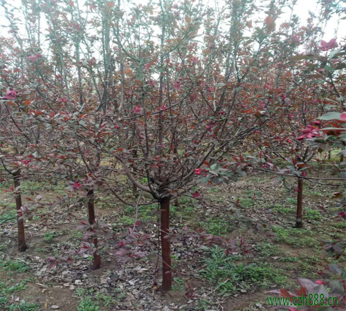 紅寶石海棠的種植方法和注意事項 紅寶石海棠的病蟲害防治