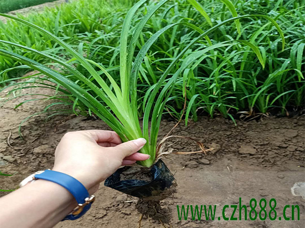 大花萱草用種子如何培育? 大花萱草種子培育的技巧