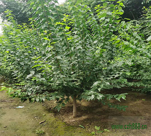 臘梅夏天的養(yǎng)植方法和留心事項 臘梅夏天要適當修剪
