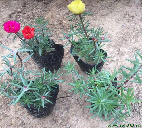 半枝蓮的種植辦法和注意事項 半枝蓮養護方法