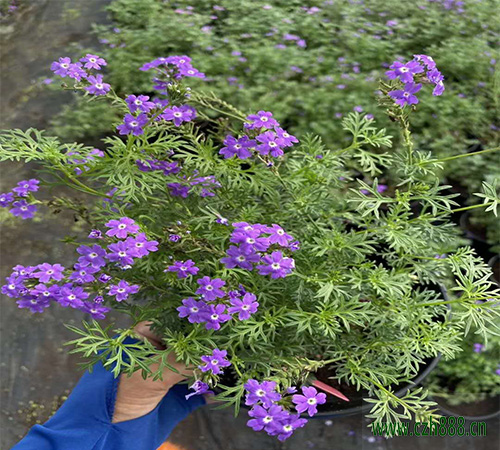 美女櫻什時間開花？ 美女櫻開花受哪些因素影響