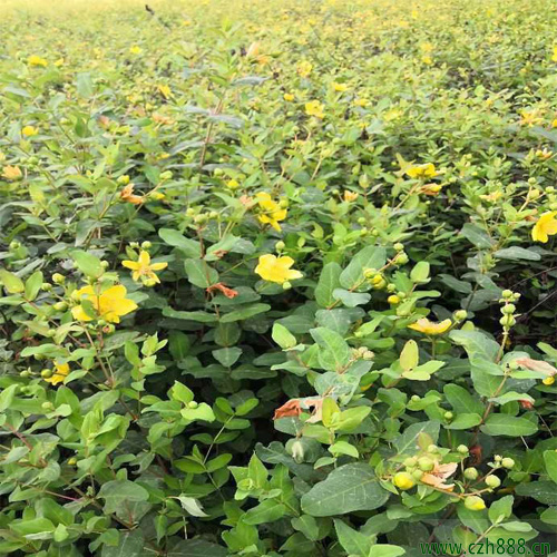金絲梅一般在什么季節開花?