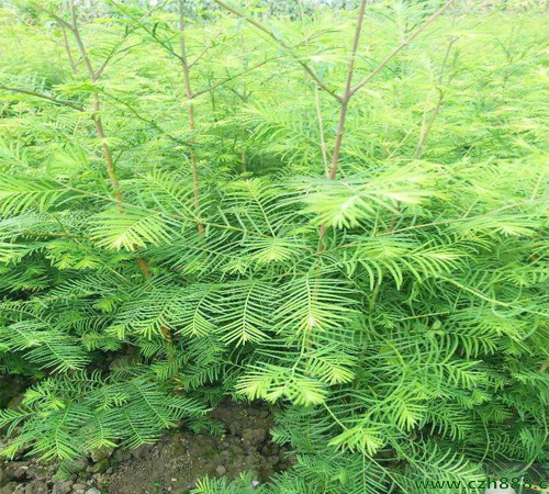 水杉樹苗的種植方法介紹,一起來看看