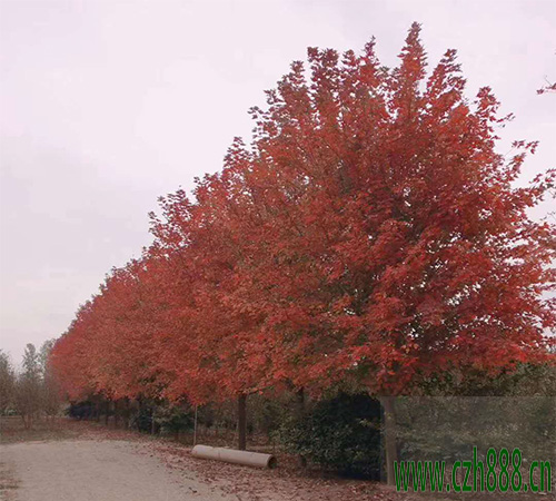 美國紅楓如何培育? 美國紅楓的培育技術(shù)