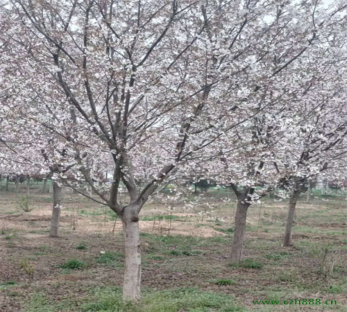 櫻花適合在什么地方生長？ 櫻花幾月開花？