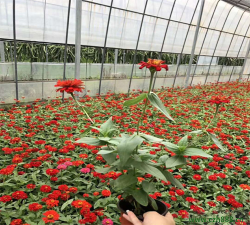 百日草種子一般什么時候種植比較好?