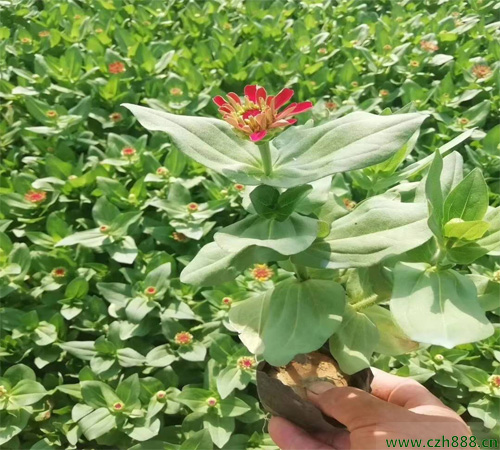 百日草幾月份種植比較好?