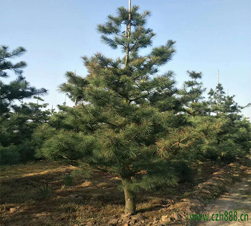 華山松的常見病蟲害防治 華山松病蟲害防治辦法